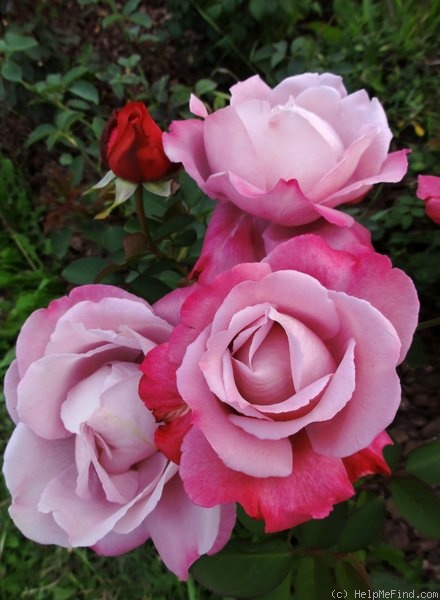 'Blue River ® (hybrid tea, Kordes, 1984)' rose photo