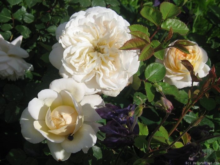 'Crocus Rose' rose photo