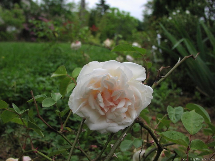'Anna Olivier (tea, Ducher 1872)' rose, click to enlarge 'Anna Olivier (tea, Ducher 1872)' rose photo