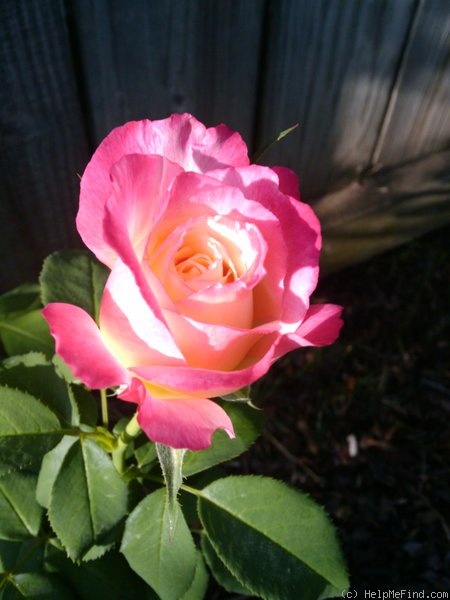 'Double Delight ®' rose, click to enlarge 'Double Delight ®' rose photo