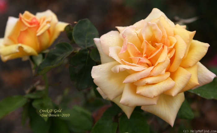 'Crock O' Gold' rose photo