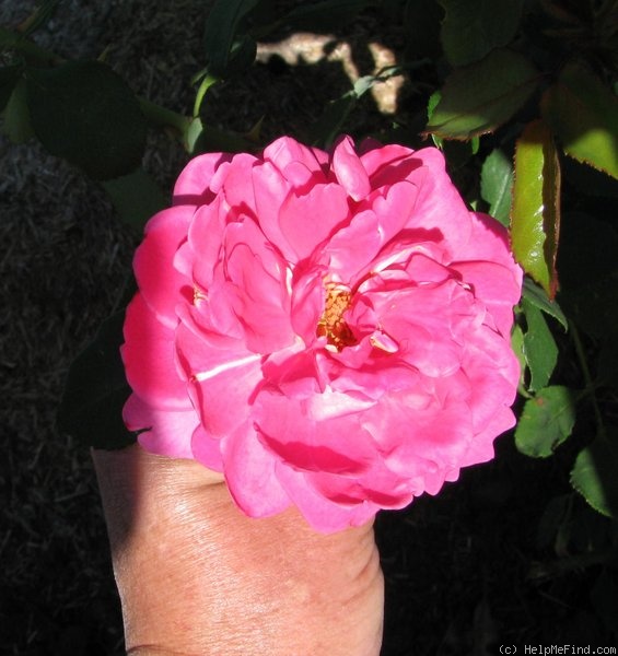 'Red Dawn' rose photo