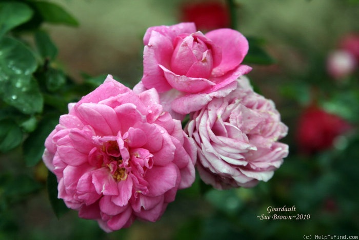 'Monsieur Gourdault (bourbon, Guillot, 1859)' rose photo