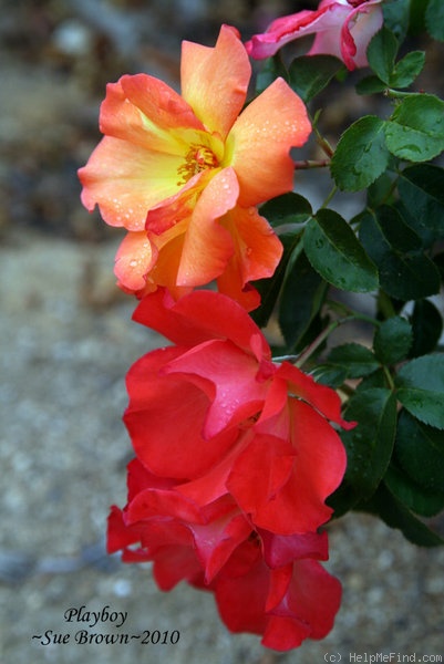 'Playboy ®' rose photo