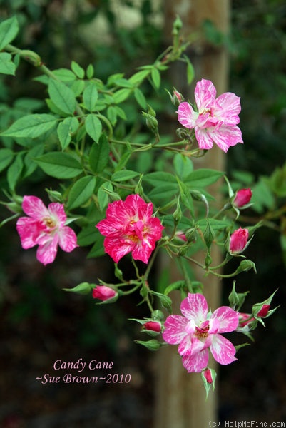 'Candy Cane (miniature climber, Moore 1958)' rose photo
