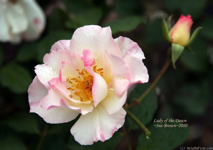 'Lady of the Dawn' rose photo