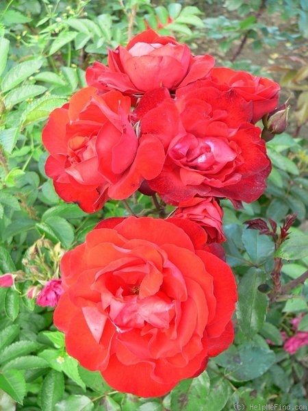'Kommodore' rose photo