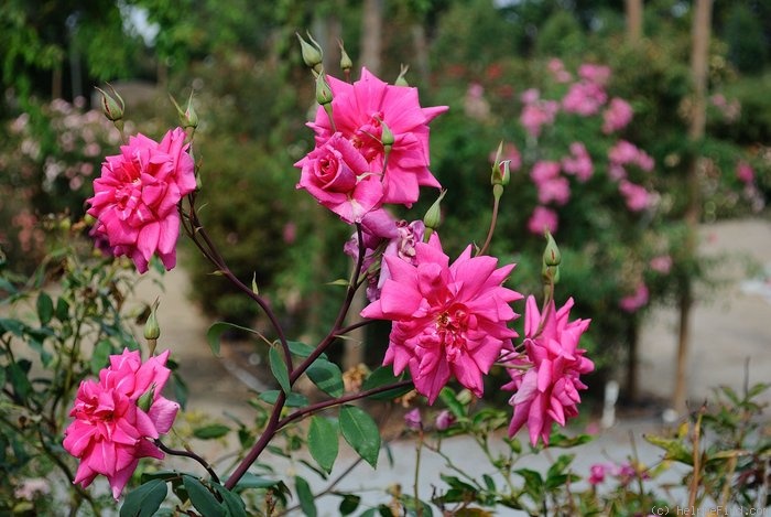 'Lady Ann Kidwell (Polyantha, Krebs, 1948)' rose photo