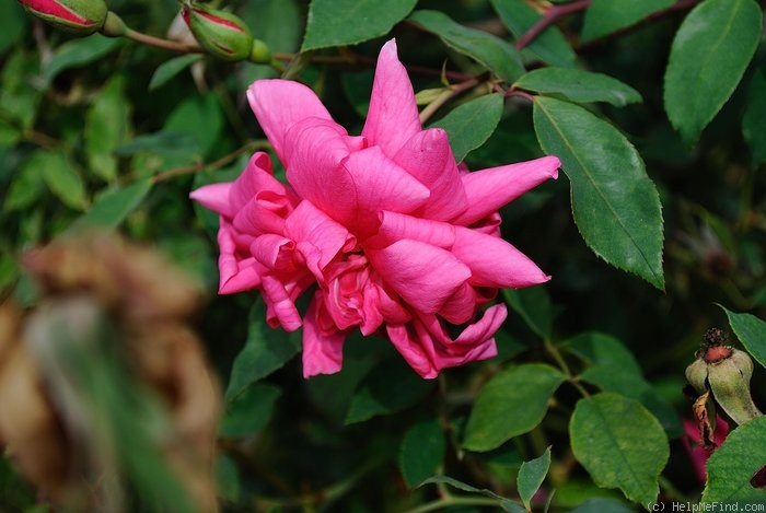 'Lady Ann Kidwell (Polyantha, Krebs, 1948)' rose photo