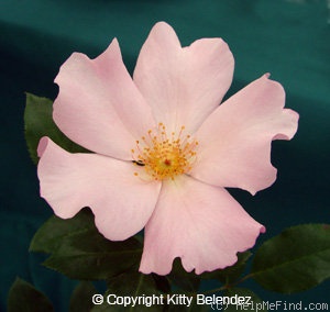 'Puanani' rose photo