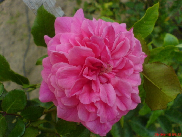 'Pink Swany' rose photo