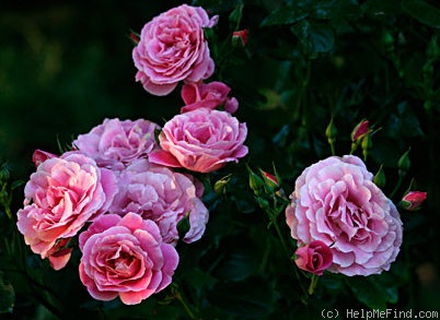 'Árpád-házi Szent Erzsébet emléke' rose photo