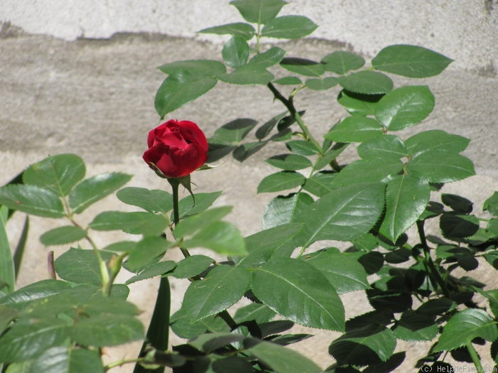 'Lola Montes' rose photo
