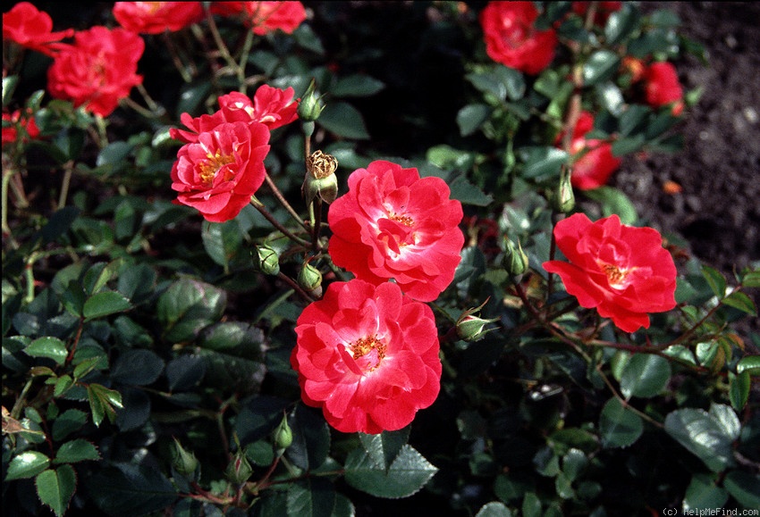 'BOKrathon' rose photo
