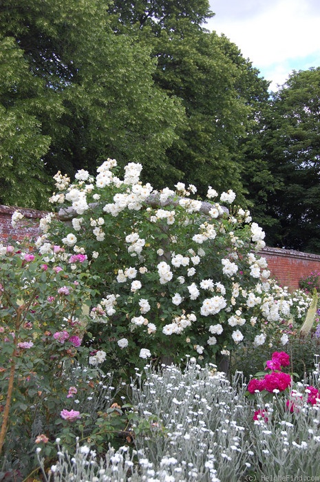 'Bouquet Tout Fait (noisette)' rose photo