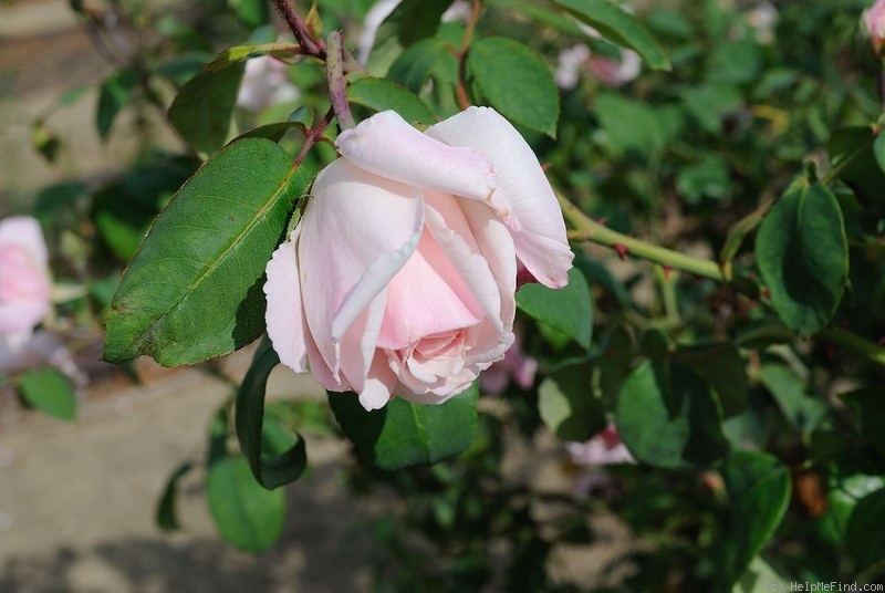 'Marchioness of Londonderry' rose photo