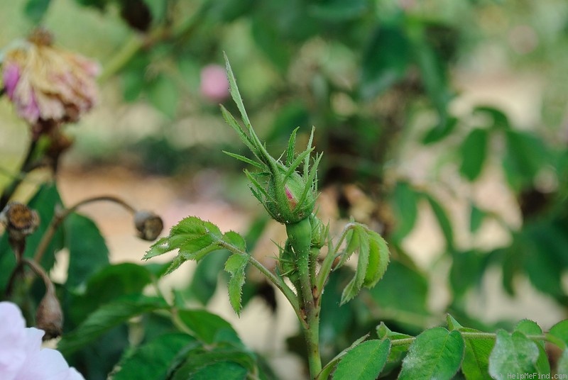'Miranda (Portland, de Sansal, 1869)' rose photo
