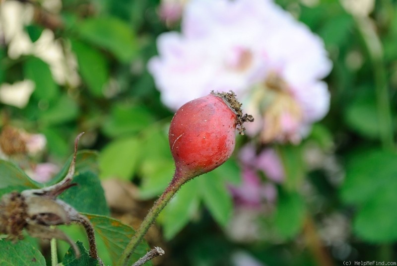 'Miranda (Portland, de Sansal, 1869)' rose photo
