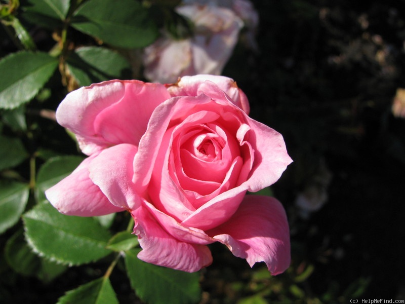 'RSM I3 ' rose photo