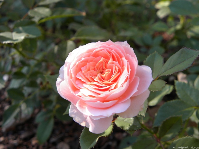 'Precious Dream' rose photo