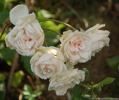 'Cels Multiflora' rose photo
