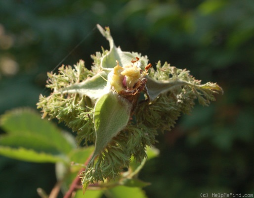 'Cristata' rose photo