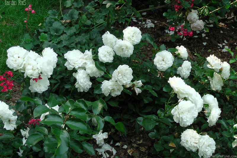 'White Meillandina' rose photo