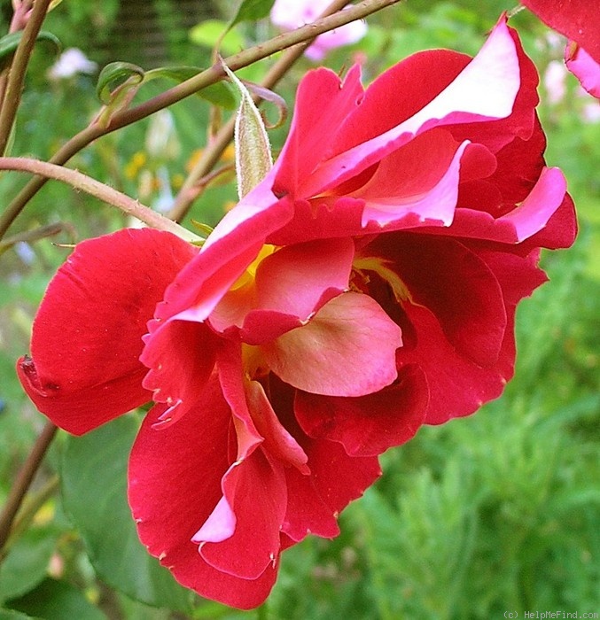 'Emina ™' rose photo
