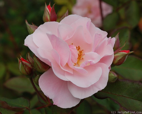 'Clair Matin' rose photo