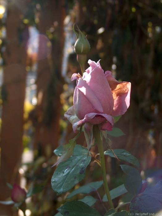 'Sissy' rose photo