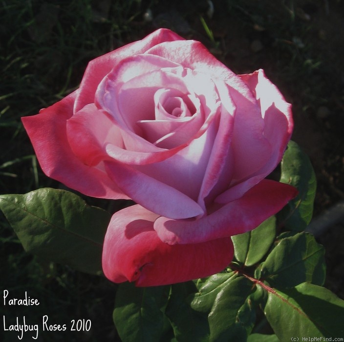 'Paradise ™ (hybrid tea, Weeks 1975)' rose photo