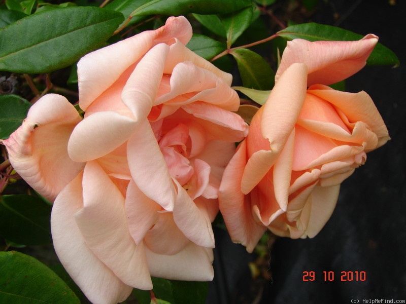 'Anna Olivier (tea, Ducher 1872)' rose photo