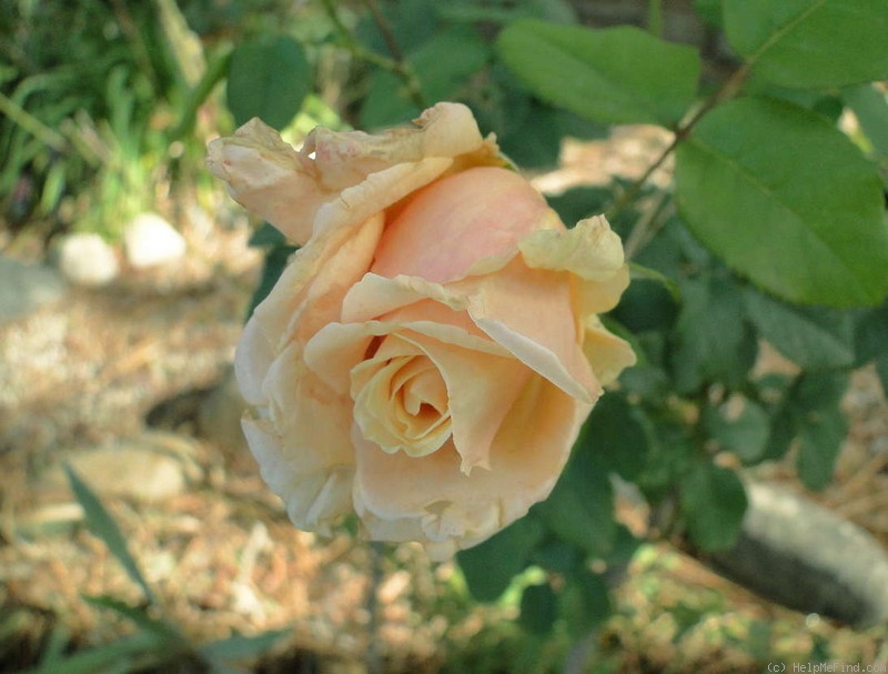 'Paul Ricard ®' rose photo