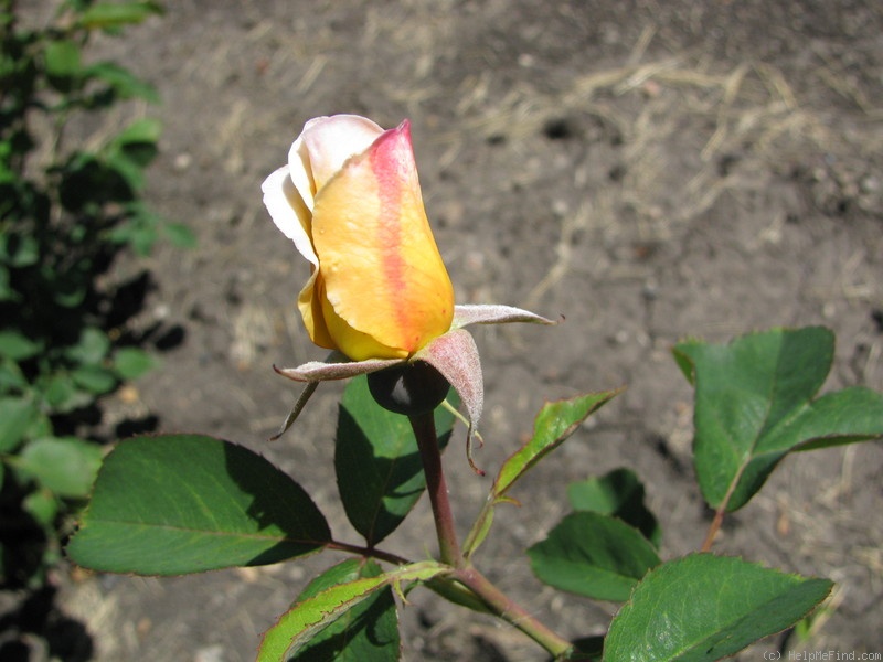 'RSM V5 ' rose photo
