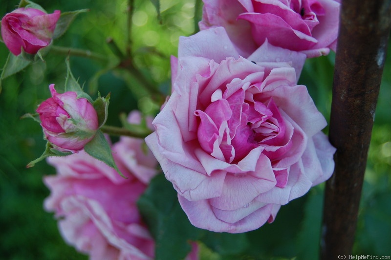 'Florence Ducher ®' rose photo