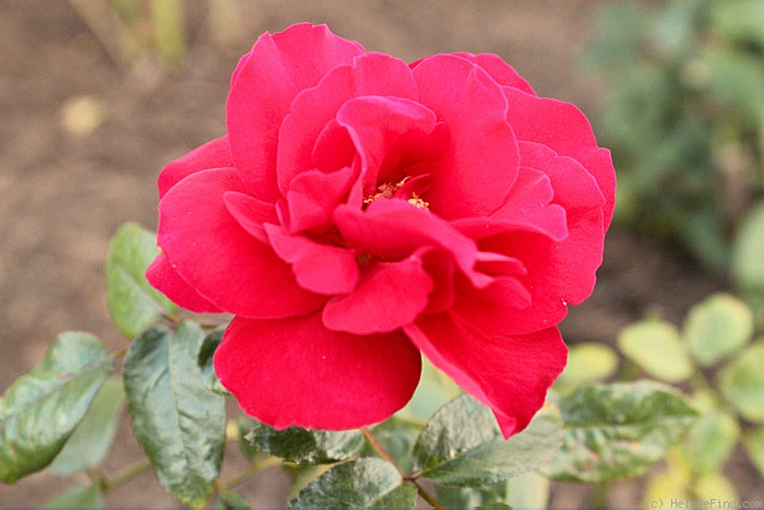 'Crimson Bouquet ™' rose photo