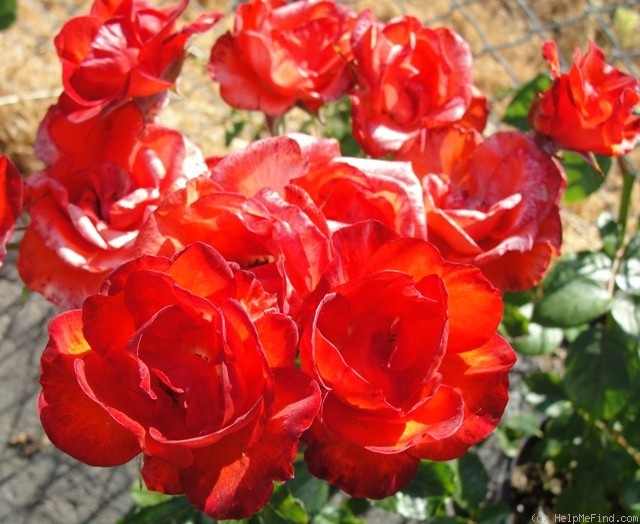 'Ma Bell' rose photo