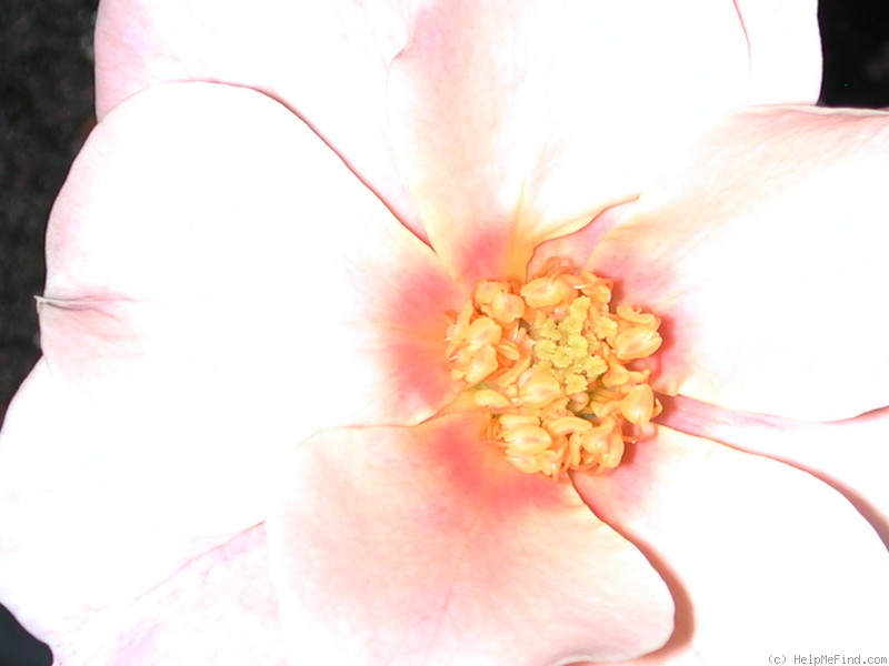 'Peach Halo' rose photo