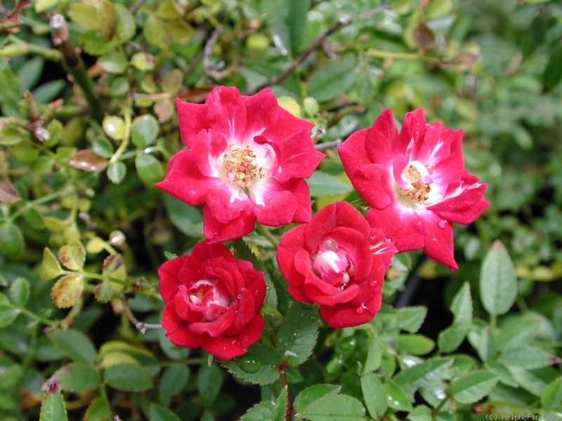 'Tom Thumb (miniature, deVink, 1936)' rose photo