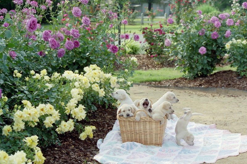 'Witherspoon Rose Culture'  photo
