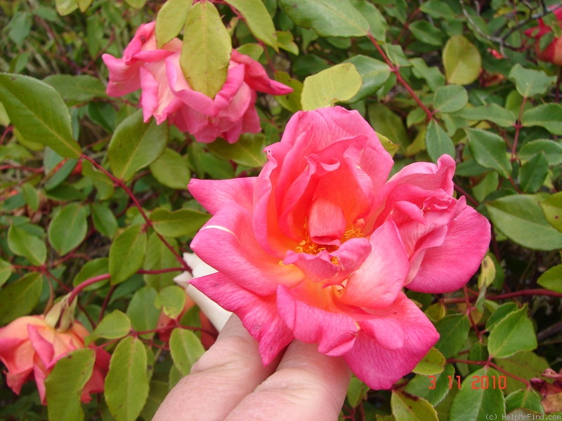 'Comtesse du Cayla' rose photo