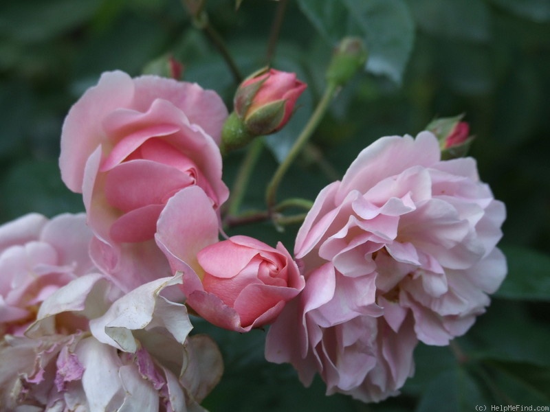 'Cornelia (Hybrid Musk, Pemberton, 1925)' rose, click to enlarge 'Cornelia (Hybrid Musk, Pemberton, 1925)' rose photo