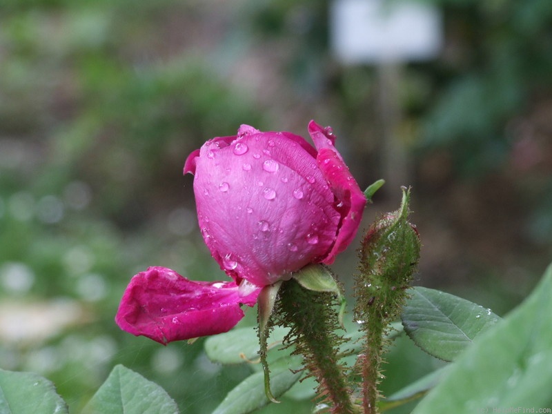 'Deuil de Paul Fontaine' rose photo