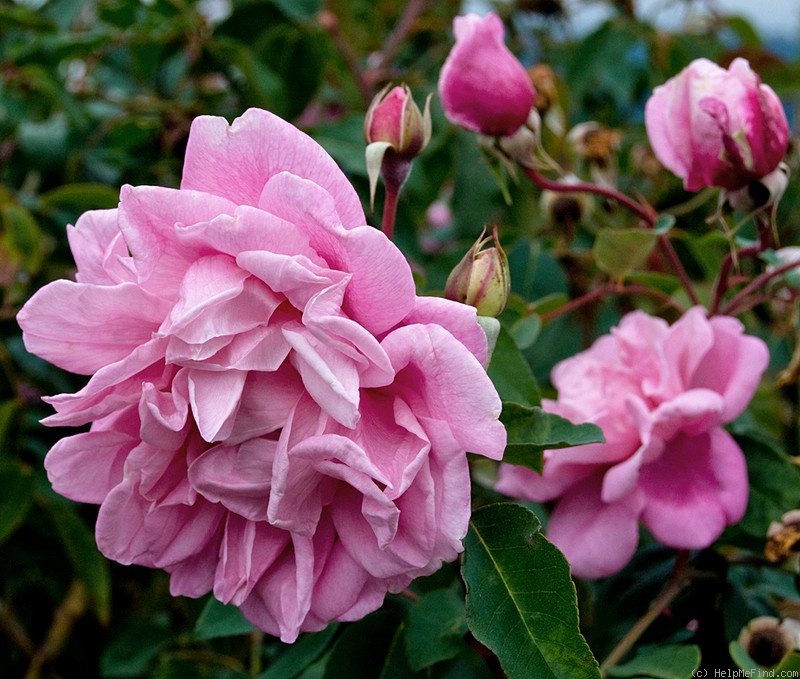 'Le Vésuve (china, Laffay, 1825)' rose photo
