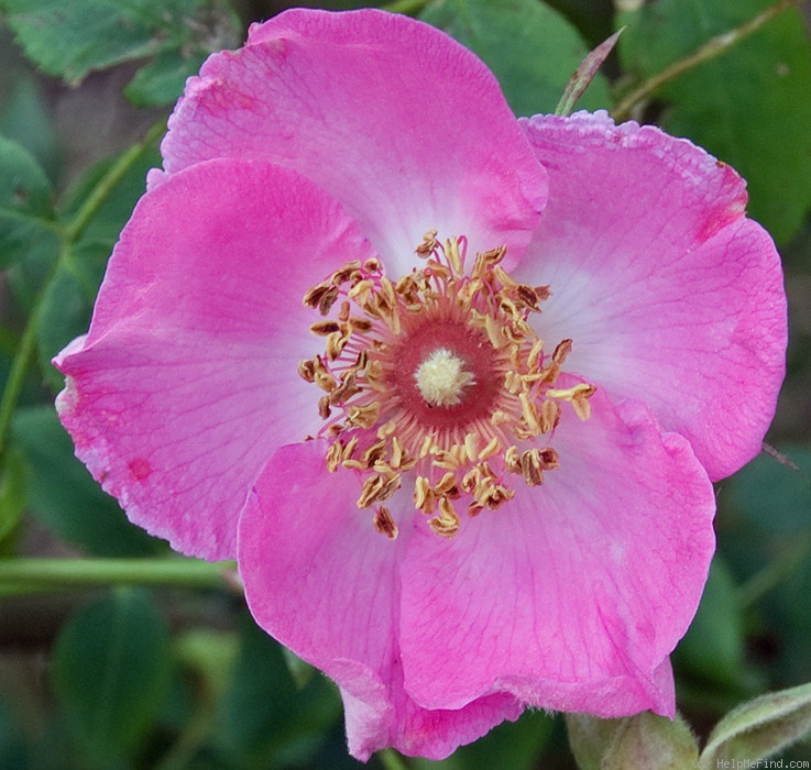 'R. setipoda' rose photo