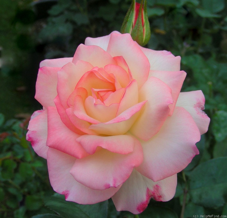 'Glenda Marie' rose photo