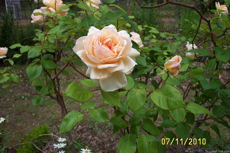 'Lady Huntingfield' rose photo
