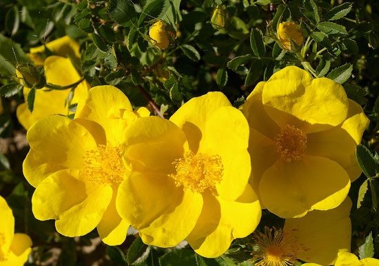 'R. foetida' rose photo