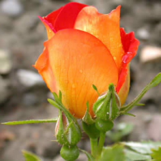 'R. foetida bicolor' rose photo