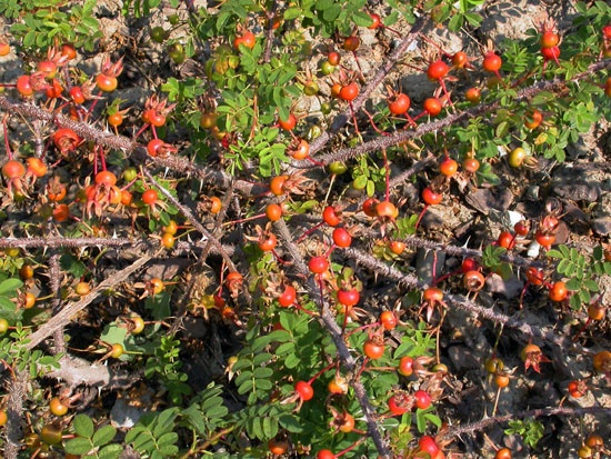 '<i>Rosa</i> X <i>cantabrigiensis</i>' rose photo